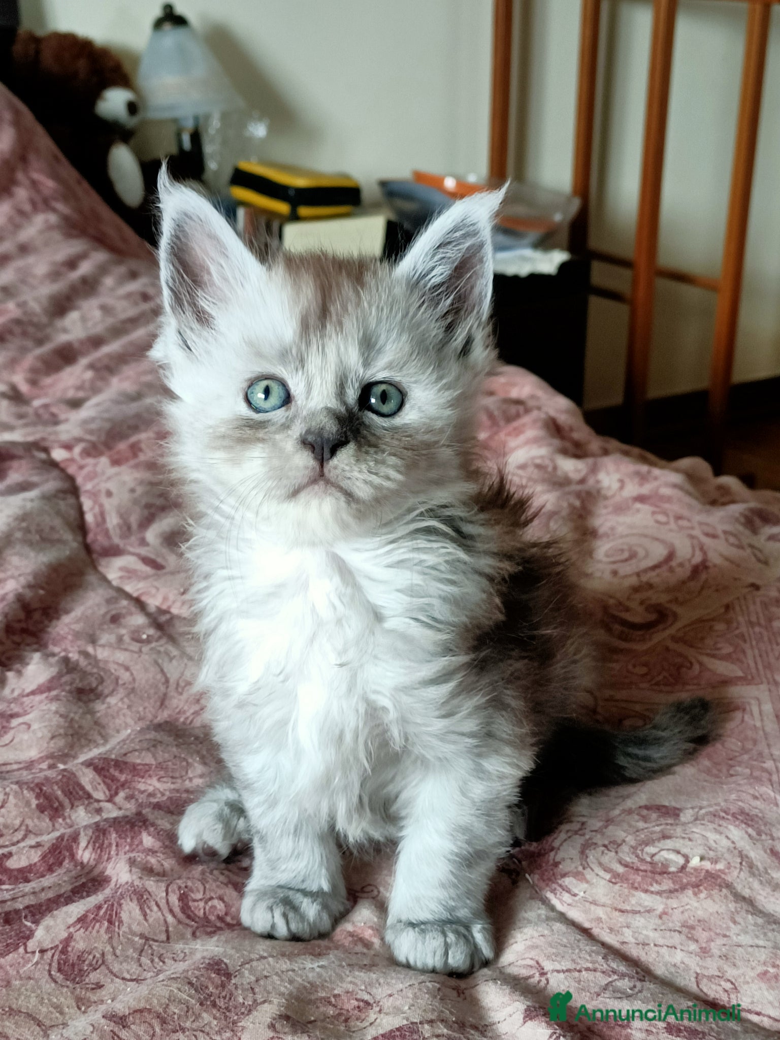 Maine Coon gatti SPLENDIDA CUCCIOLATA  - Annuncio 32