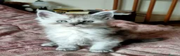 Maine Coon gatti in vendita: SPLENDIDA CUCCIOLATA  - Annuncio 1