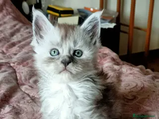 Maine Coon gatti SPLENDIDA CUCCIOLATA - Annuncio 18