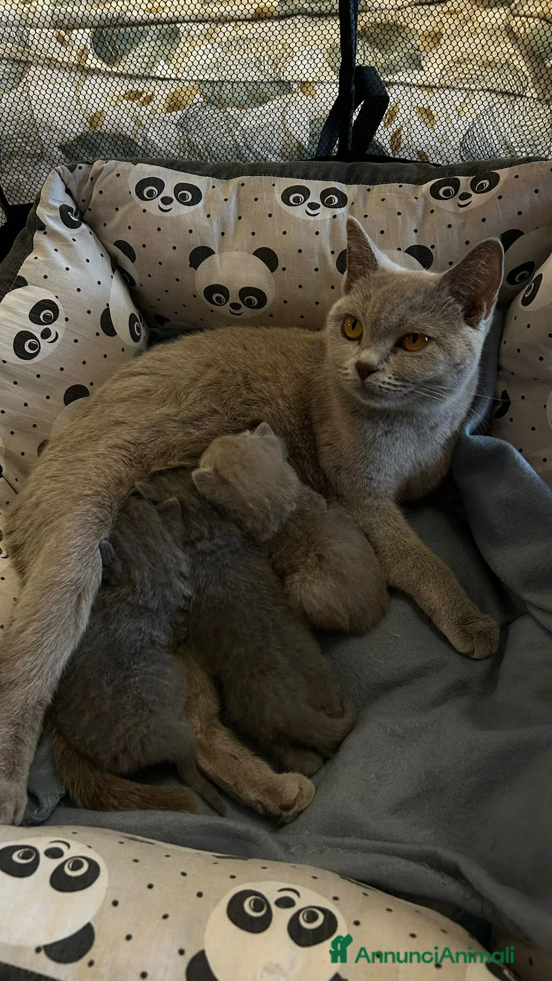 British gatti in vendita: Vendita cuccioli british  - Annuncio 4