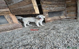 Meticcio cani in regalo: Moira - Immagine 1