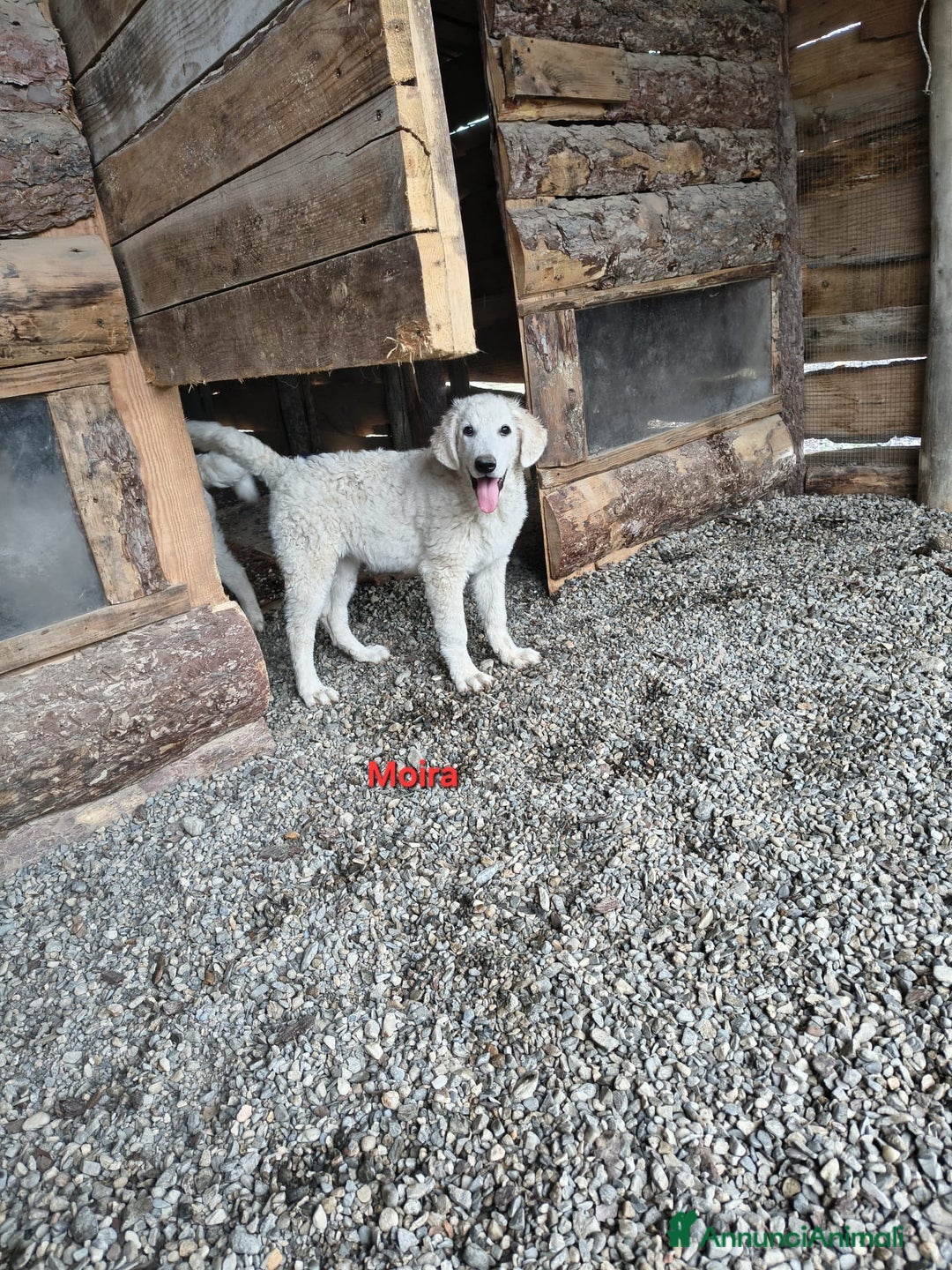 Meticcio cani in regalo: Moira - Immagine 1