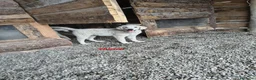 Meticcio cani in regalo: Moira - Annuncio 1