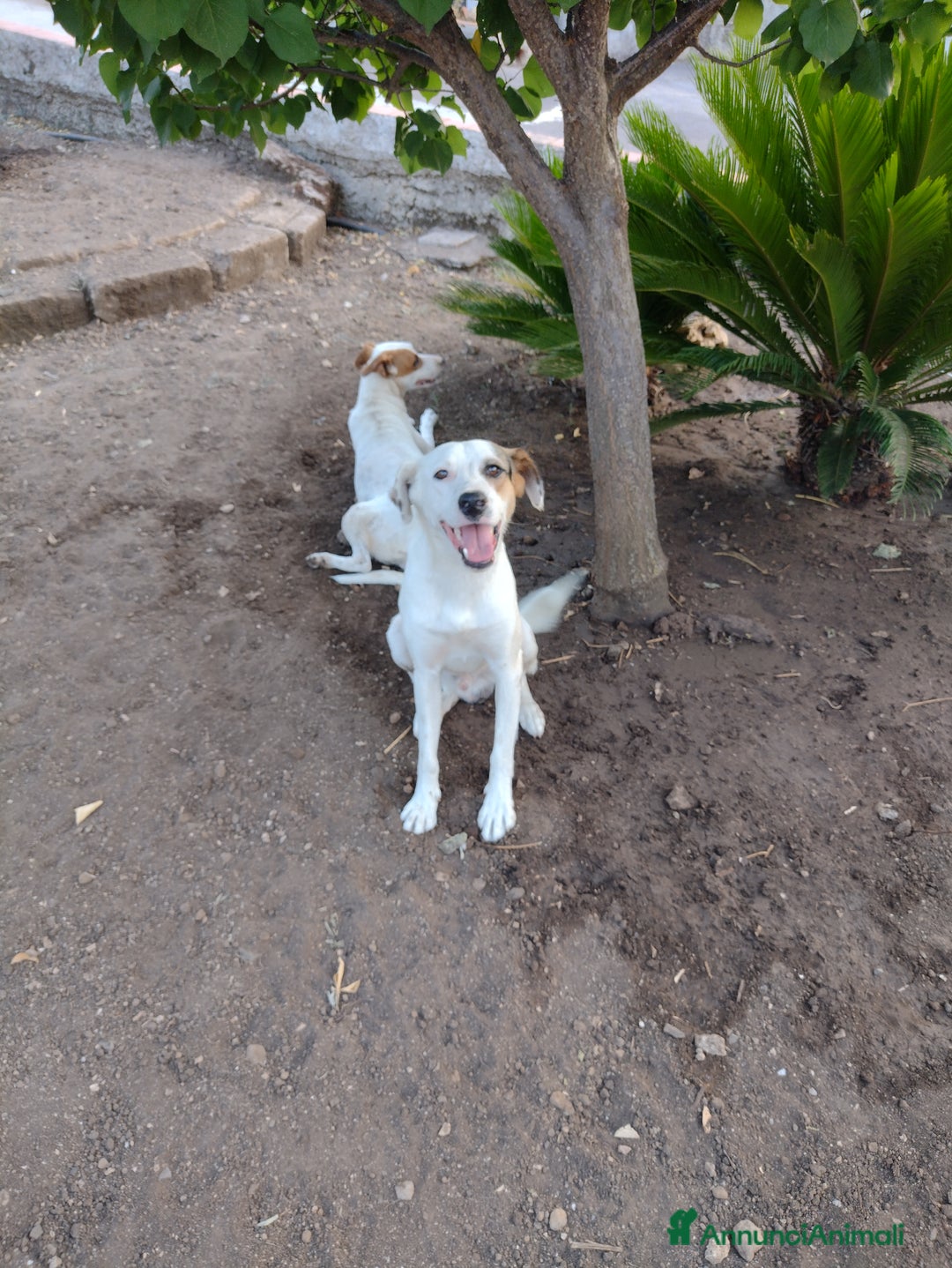 Meticcio cani in regalo: Ciao a tutti da Robin (Catania) - Annuncio 2