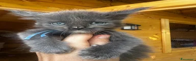 Maine Coon 4