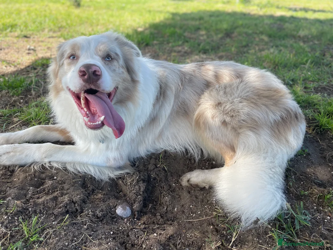 Border Collie cani per accoppiamento: Border Collie, disponibile per accoppiamenti. a Città Metropolitana di Venezia - Annuncio 3