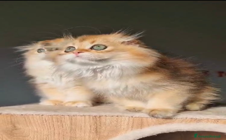 Scottish gatti - Annuncio 3