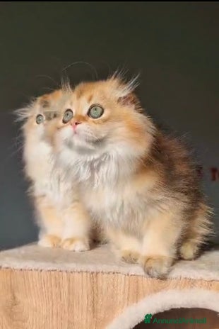 Scottish gatti Scottish Fold - Annuncio 3