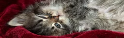 Siberiano gatti in vendita: Splendidi Cuccioli Gatto Siberiano Pedigree ENFI - Annuncio 11