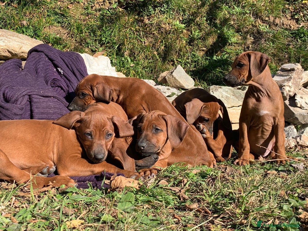 Rhodesian Ridgeback cani in vendita: Rhodesian Ridgeback cuccioli  - Annuncio 12