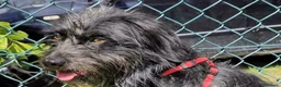Meticcio cani in regalo: 1 anno, maschietto, 16/17 chili  - Annuncio 4