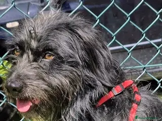 Meticcio cani 16 kg 1 anno scarso, tenero cagnolino - Annuncio 29