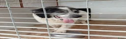 Meticcio cani in regalo: HULK ama la compagnia - Annuncio 4