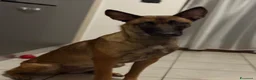Pastore Belga cani in regalo: Adozione responsabile per Laylah a Provincia di Monza e della Brianza - Annuncio 2