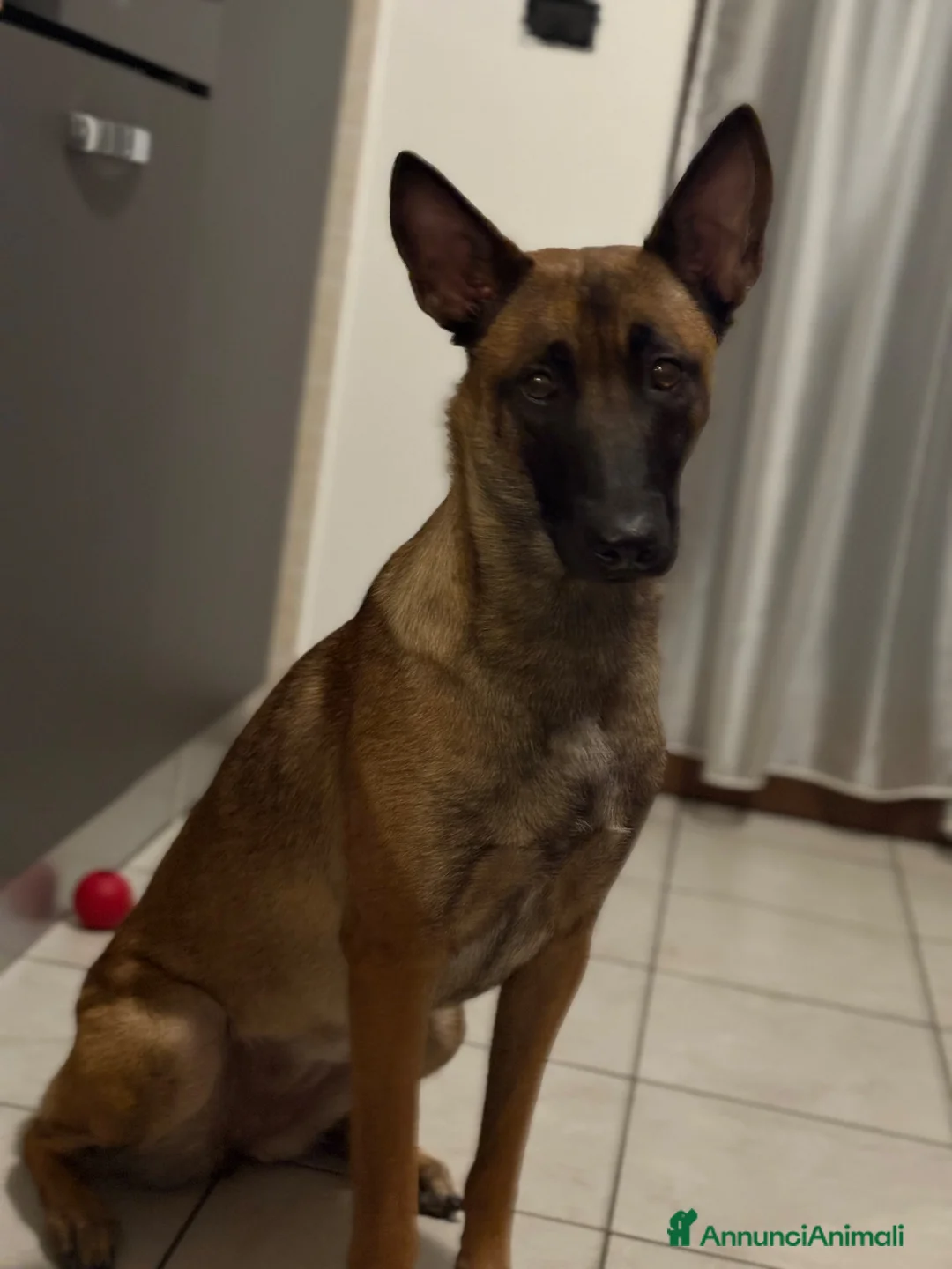 Pastore Belga cani in regalo: Adozione responsabile per Laylah a Provincia di Monza e della Brianza - Annuncio 2