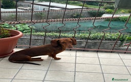 Bassotto cani in vendita: Bassotto nano a Provincia di Monza e della Brianza - Immagine 2