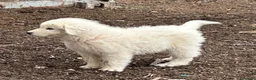 Pastore Abbruzzese Maremmano cani in vendita: Cuccioli maschi pastore abruzzese - Annuncio 3
