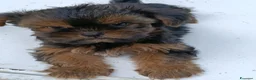Yorkshire cani in vendita: CHICA - Annuncio 6