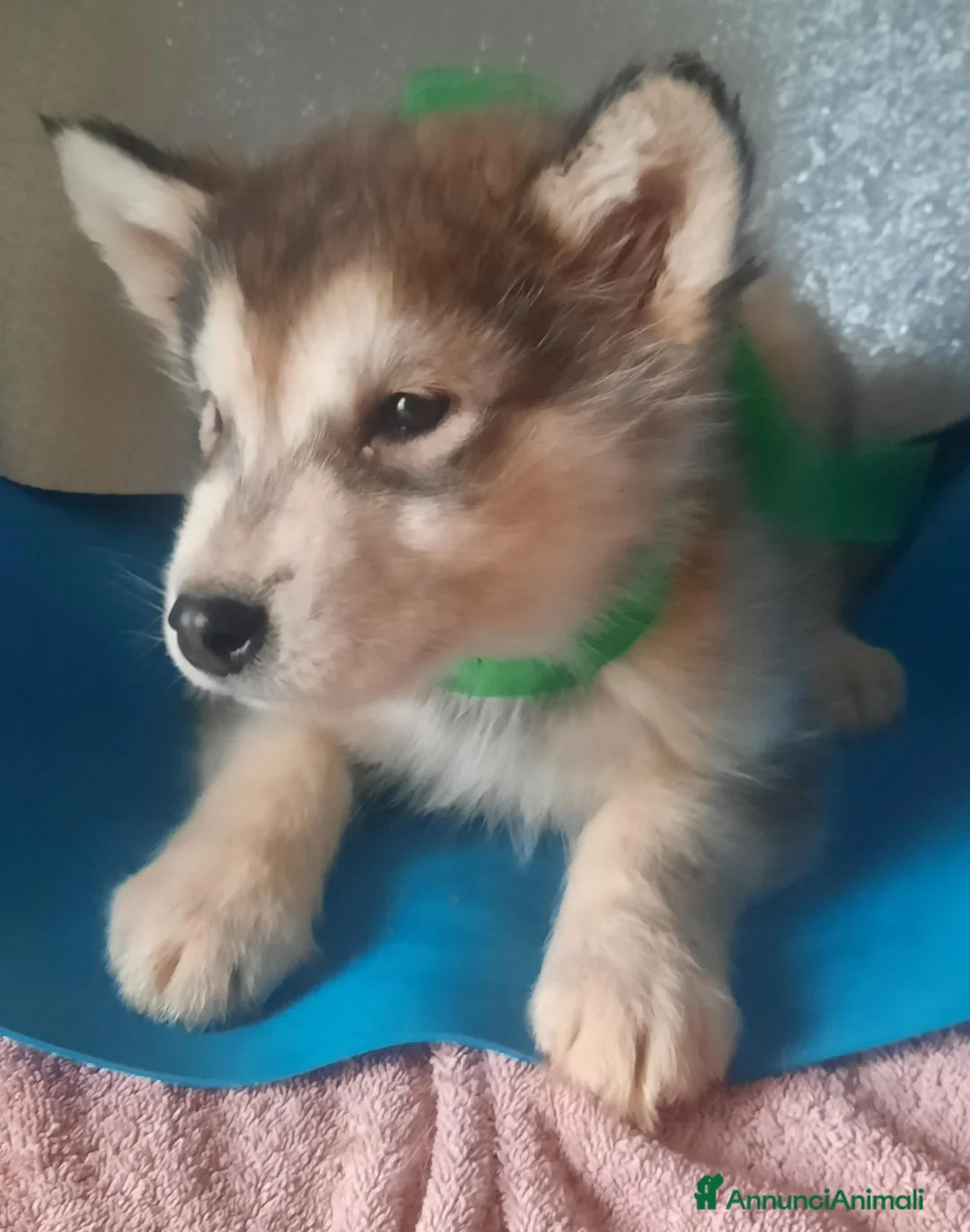 Alaskan Malamute cani in vendita: Alaskan Malamute cuccioli  - Annuncio 10