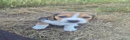 Beagle cani in vendita: 4 Cuccioli maschi di Beagle con Pedigree ENCi a Provincia di Viterbo - Annuncio 10