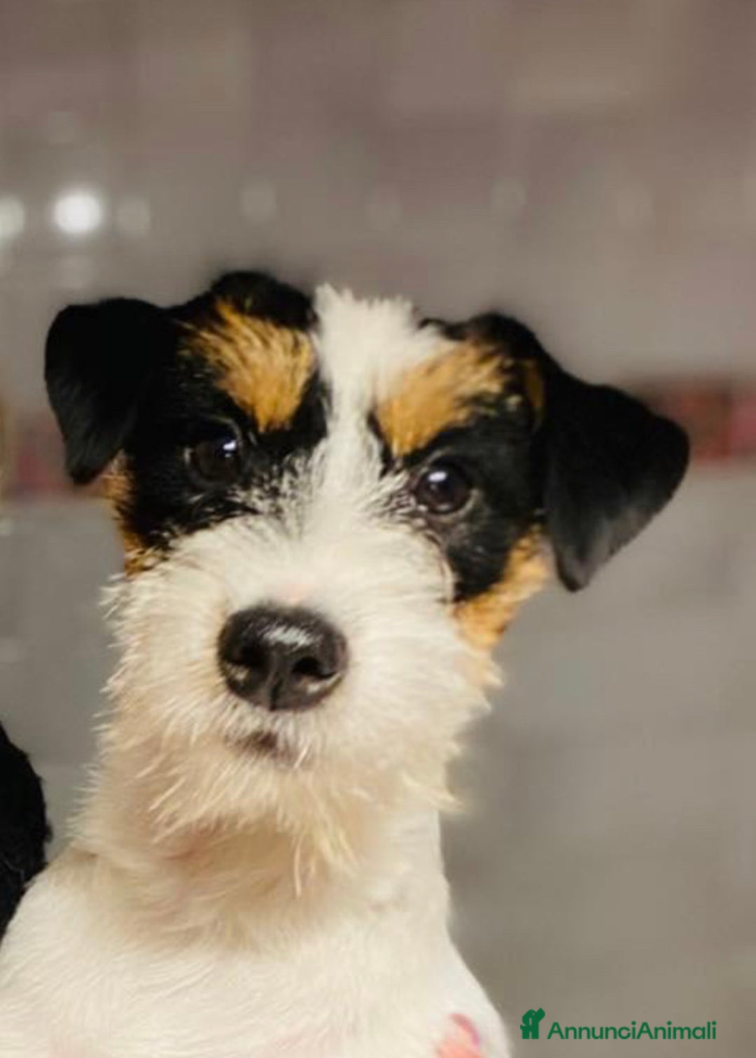 Immagine della galleria {{count}}