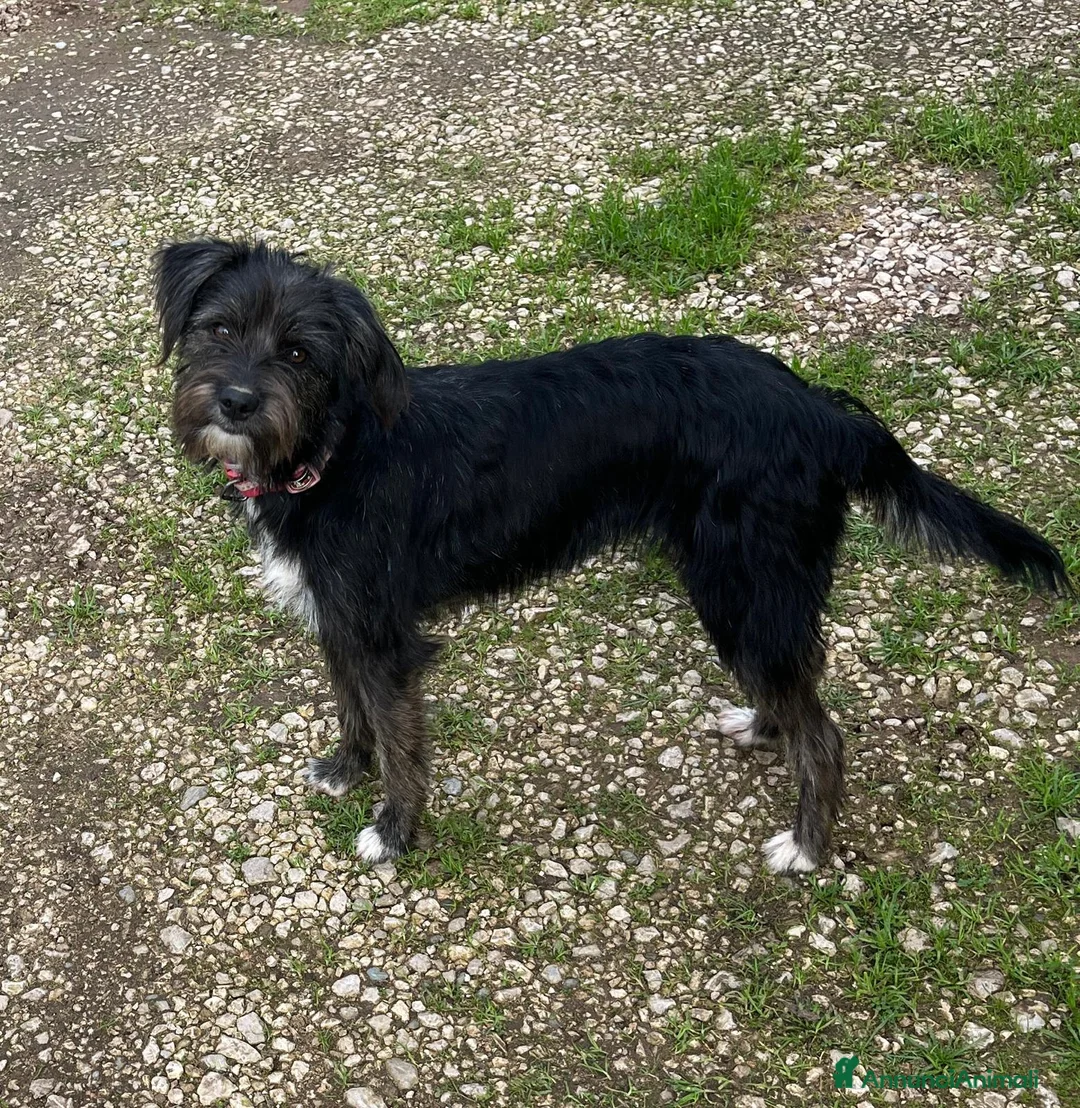 Meticcio cani in regalo: Cucciola  - Annuncio 1