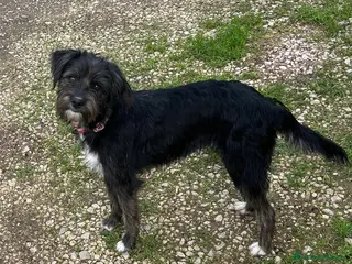 Meticcio cani Cucciola - Annuncio 12