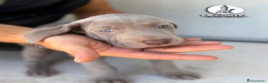 Weimaraner 4