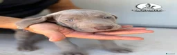 Weimaraner cani in vendita: 🐾 CUCCIOLI DI WEIMARANER — DISPONIBILI 🐾 a Città metropolitana di Roma Capitale - Annuncio 7