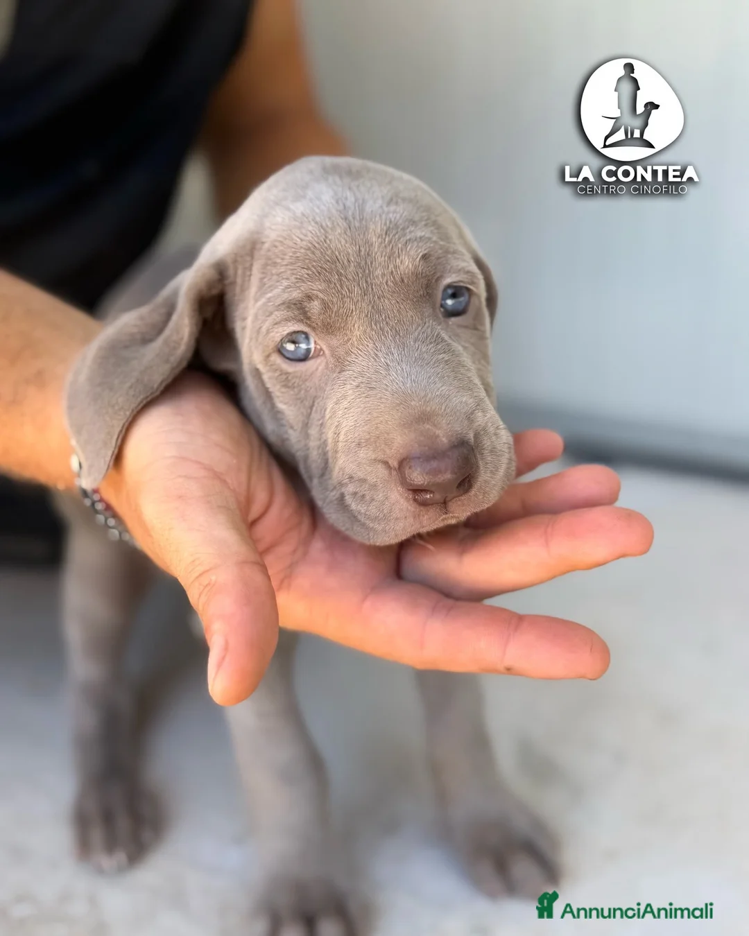 Weimaraner cani in vendita: 🐾 CUCCIOLI DI WEIMARANER — DISPONIBILI 🐾 a Città metropolitana di Roma Capitale - Annuncio 7