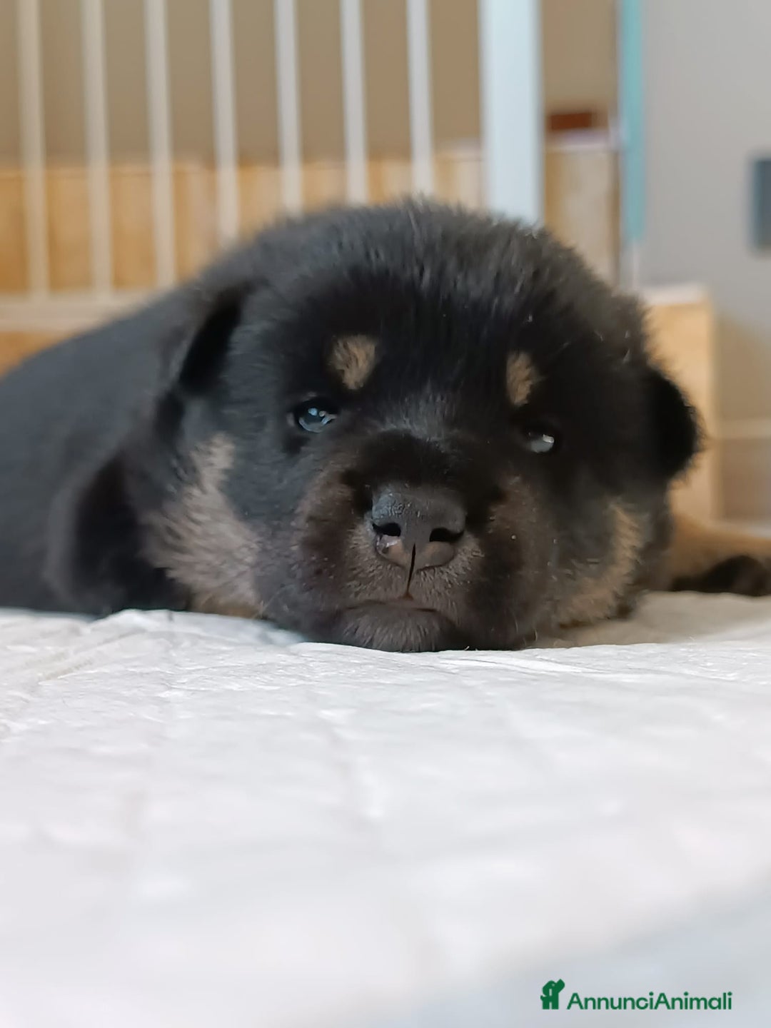 Shiba Inu cani in vendita: Cuccioli di Shiba Inu - Annuncio 5