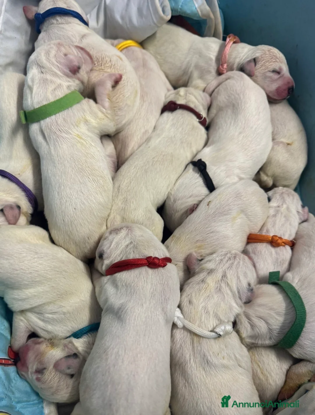 Dalmata cani in vendita: Dalmata  - Annuncio 12