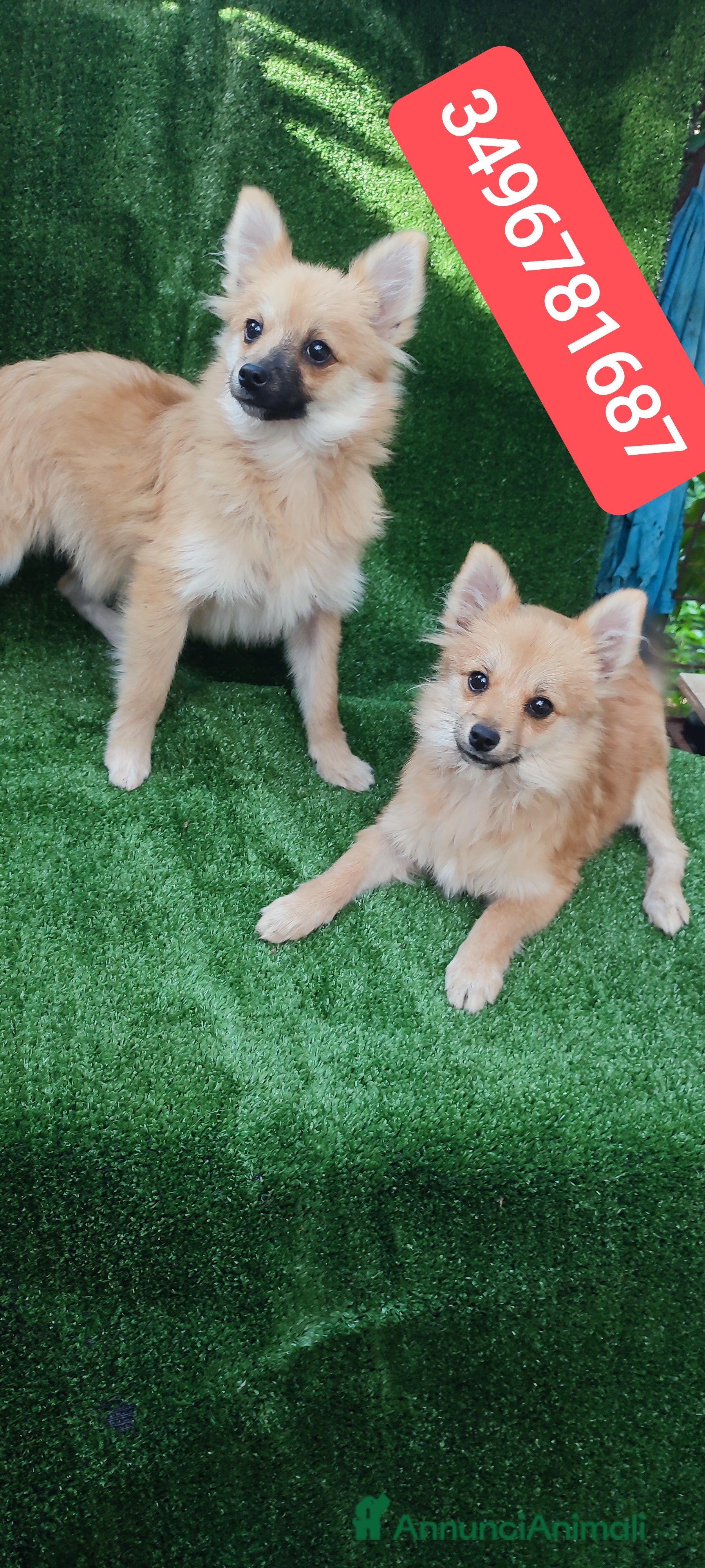 Spitz cani SPITZ TEDESCO PICCOLO cuccioloni tenerotti - Annuncio 10