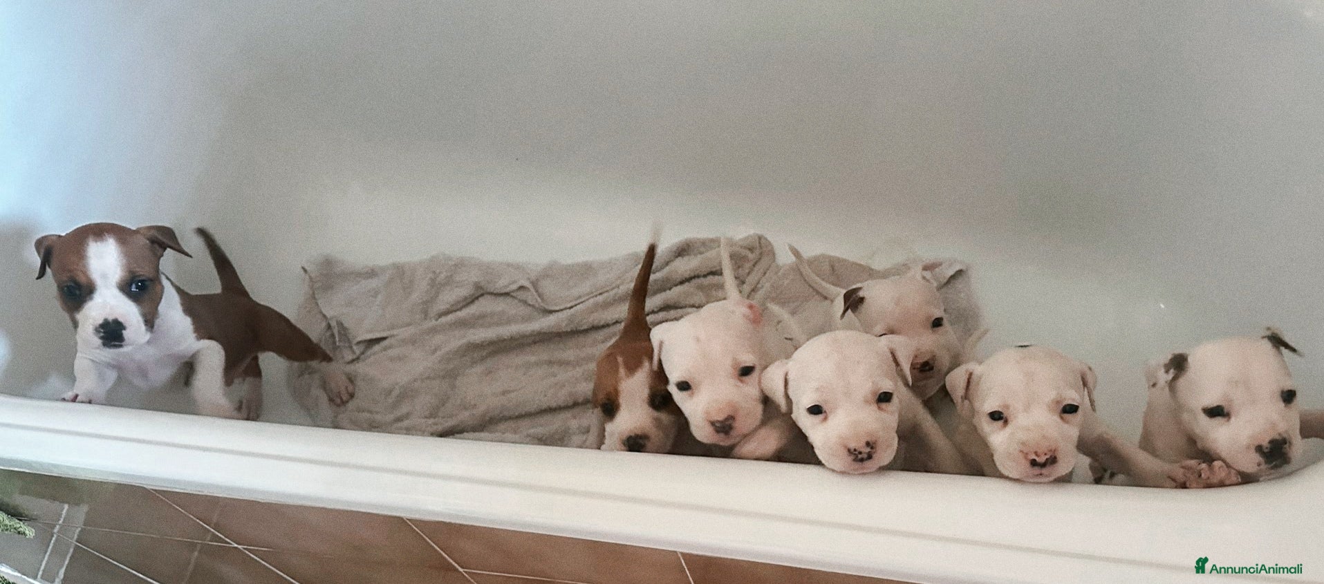 American Staffordshire cani in vendita: Cuccioli di American Staffordshire Terrier  - Annuncio 4
