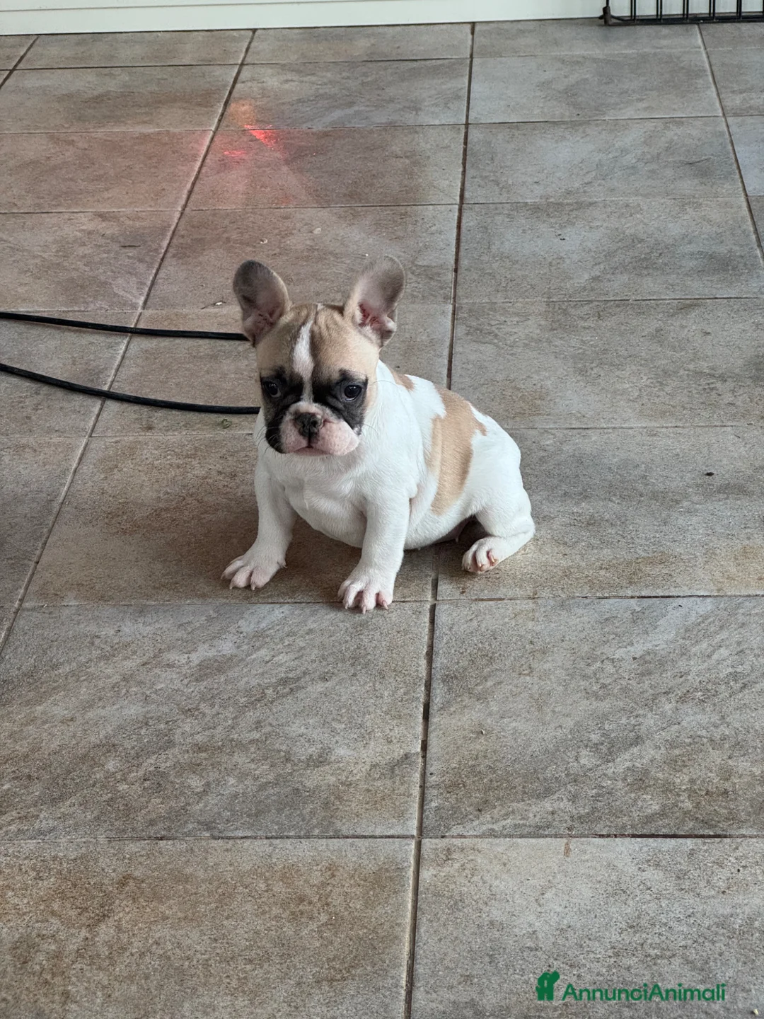 Bulldog Francese cani in vendita: Bulldog francese femminucce  - Annuncio 1