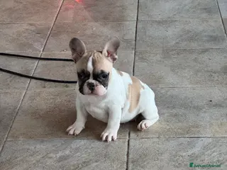 Bulldog Francese cani Bulldog francese femminucce - Annuncio 1