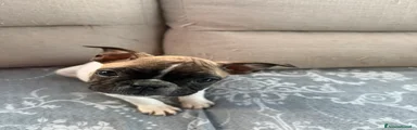 Bulldog Francese Cucciolo 1