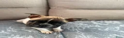 Bulldog Francese cani in vendita: cane bulldog francese  a Provincia di Caserta - Annuncio 2