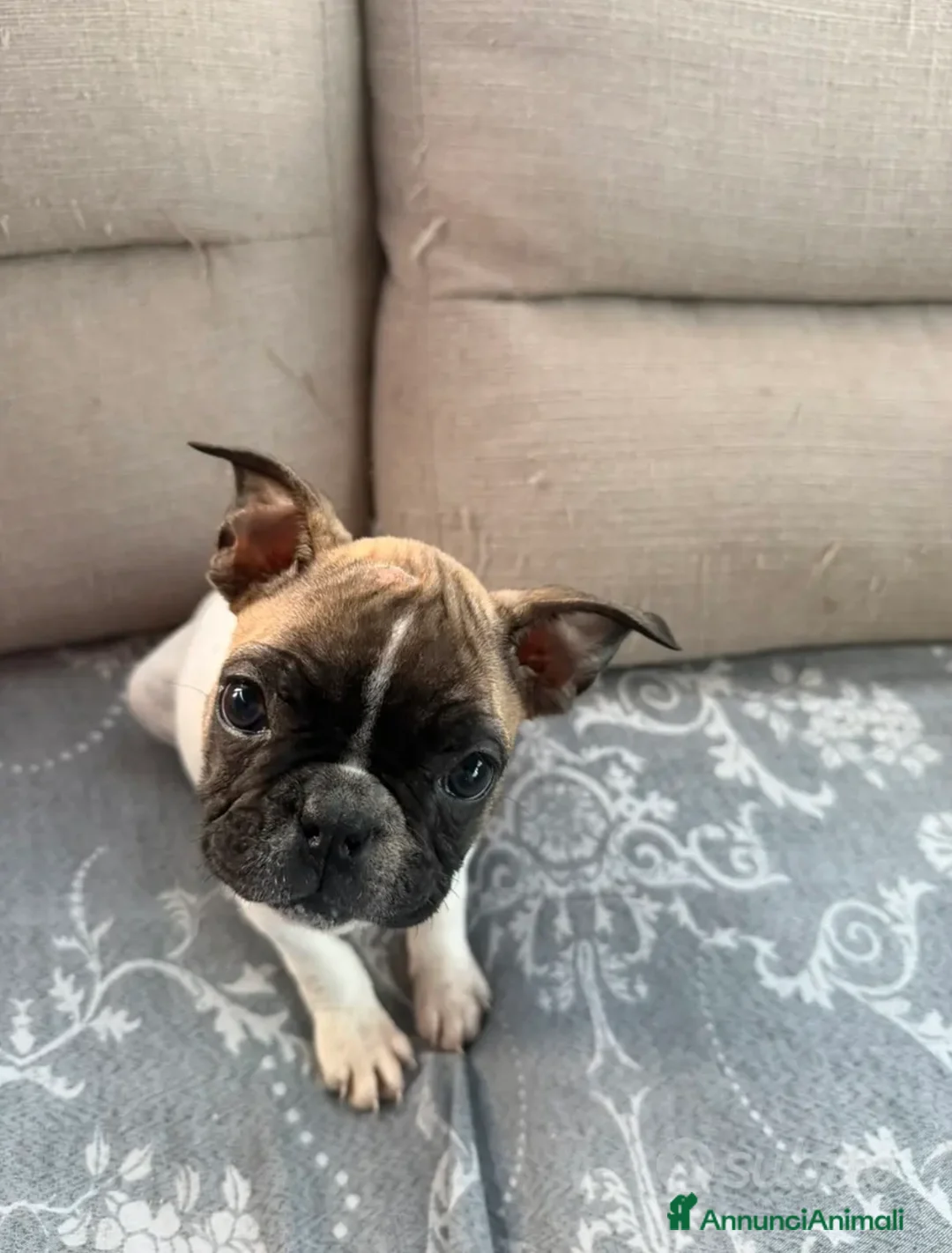 Bulldog Francese cani in vendita: cane bulldog francese  a Provincia di Caserta - Annuncio 2