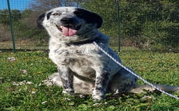 Meticcio cani in regalo: Furia, un allegro cucciolone  a Città Metropolitana di Bari - Immagine 2