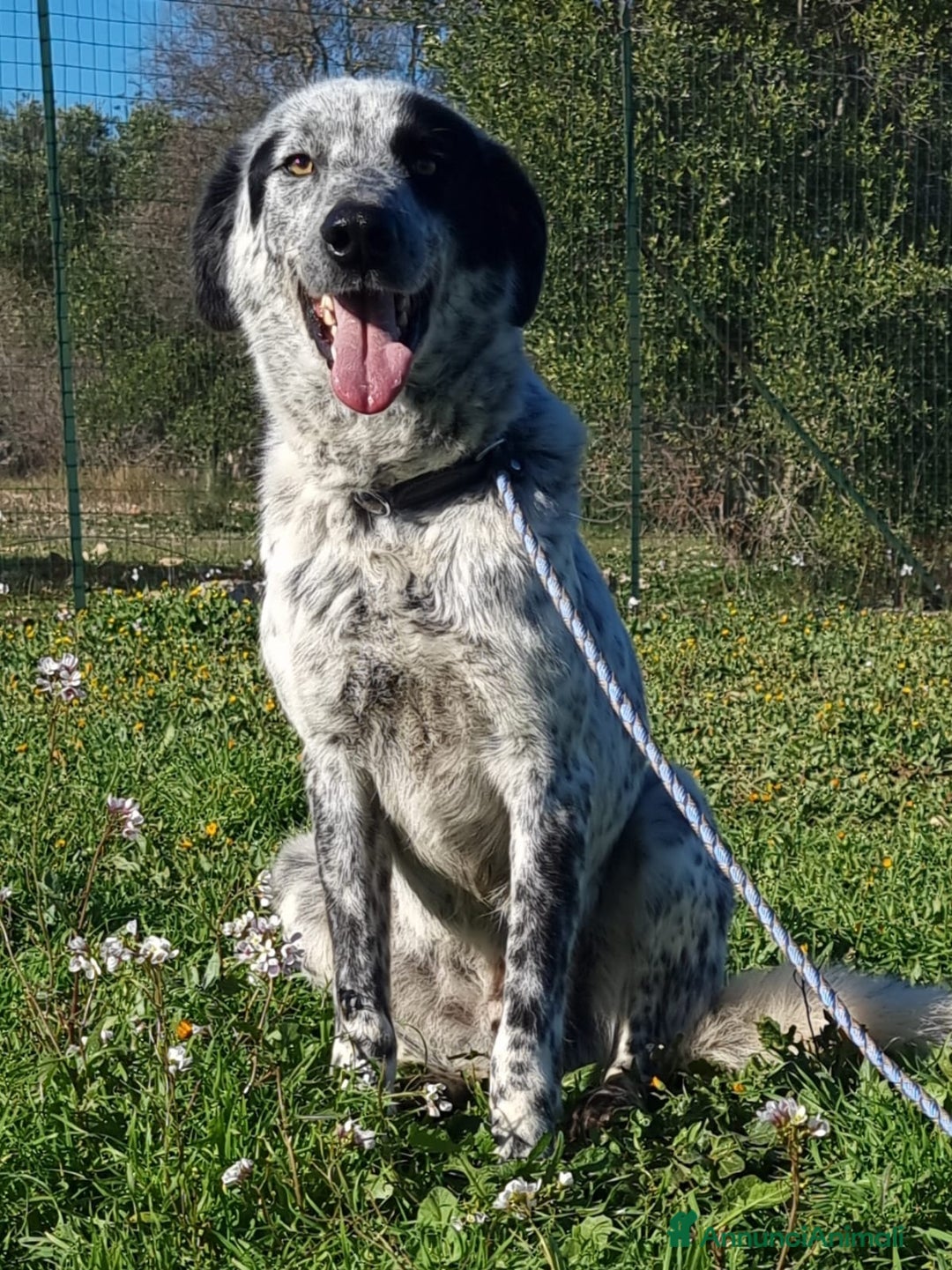 Meticcio cani in regalo: Furia, un allegro cucciolone  a Città Metropolitana di Bari - Immagine 2