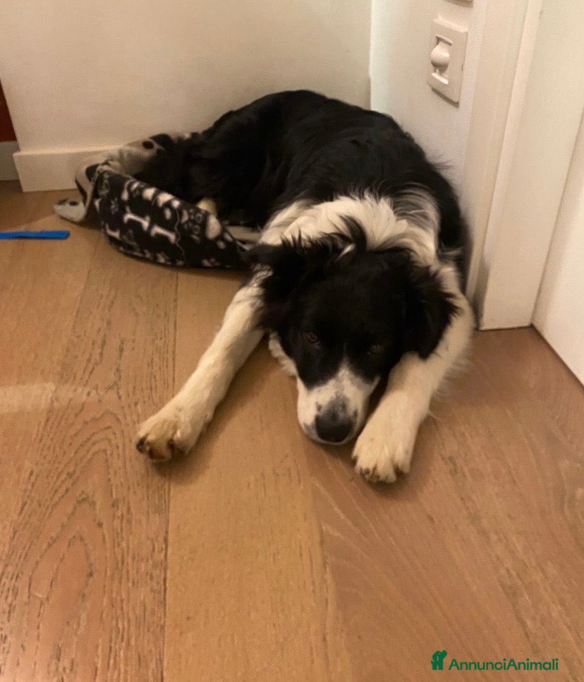 Border Collie cani Regalo Border collie di 9 mesi  - Annuncio 13