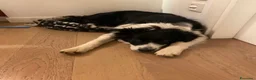 Border Collie cani in regalo: Regalo Border collie di 9 mesi  a Provincia di Vicenza - Annuncio 1