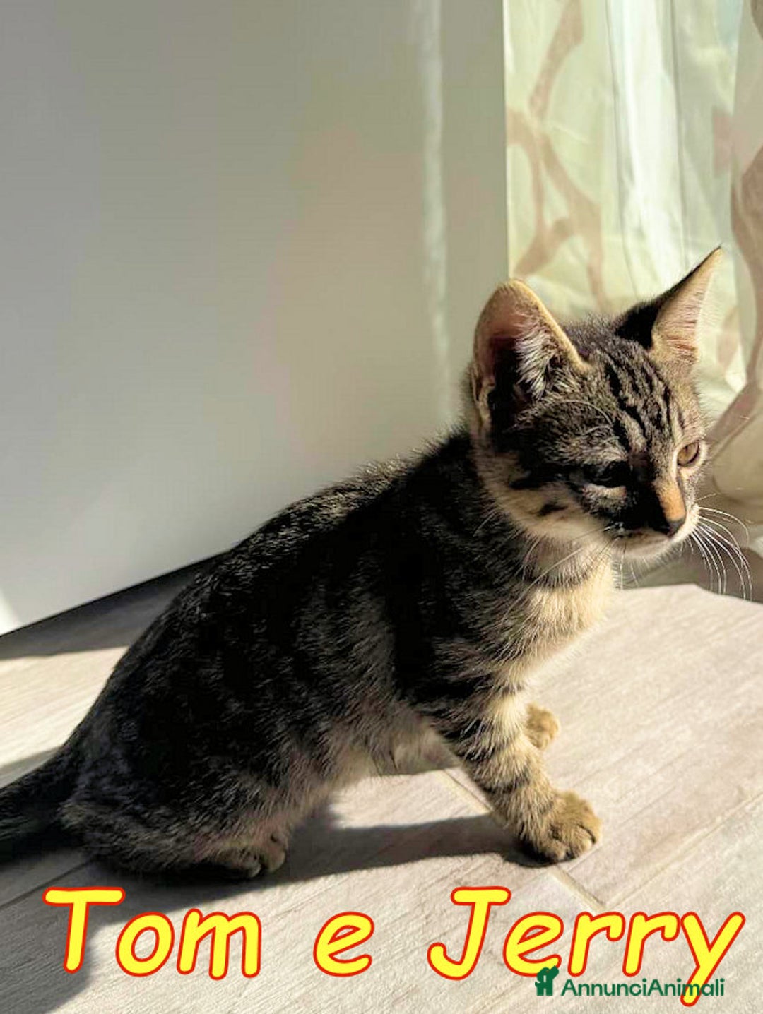 Europeo gatti in regalo: JERRY E TOM GATTIN ADORABILI - Annuncio 10