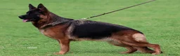 Pastore Tedesco cani in vendita: Cucciolo 3,5 mesi a Città Metropolitana di Napoli - Annuncio 2