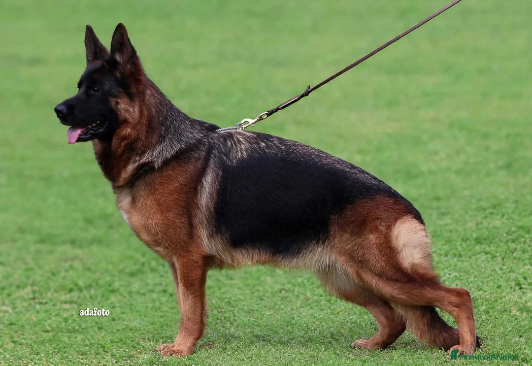 Pastore Tedesco cani in vendita: Cucciolo 3,5 mesi a Città Metropolitana di Napoli - Annuncio 2