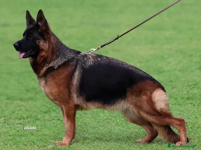 Pastore Tedesco cani in vendita: Cucciolo 3,5 mesi - Annuncio 2