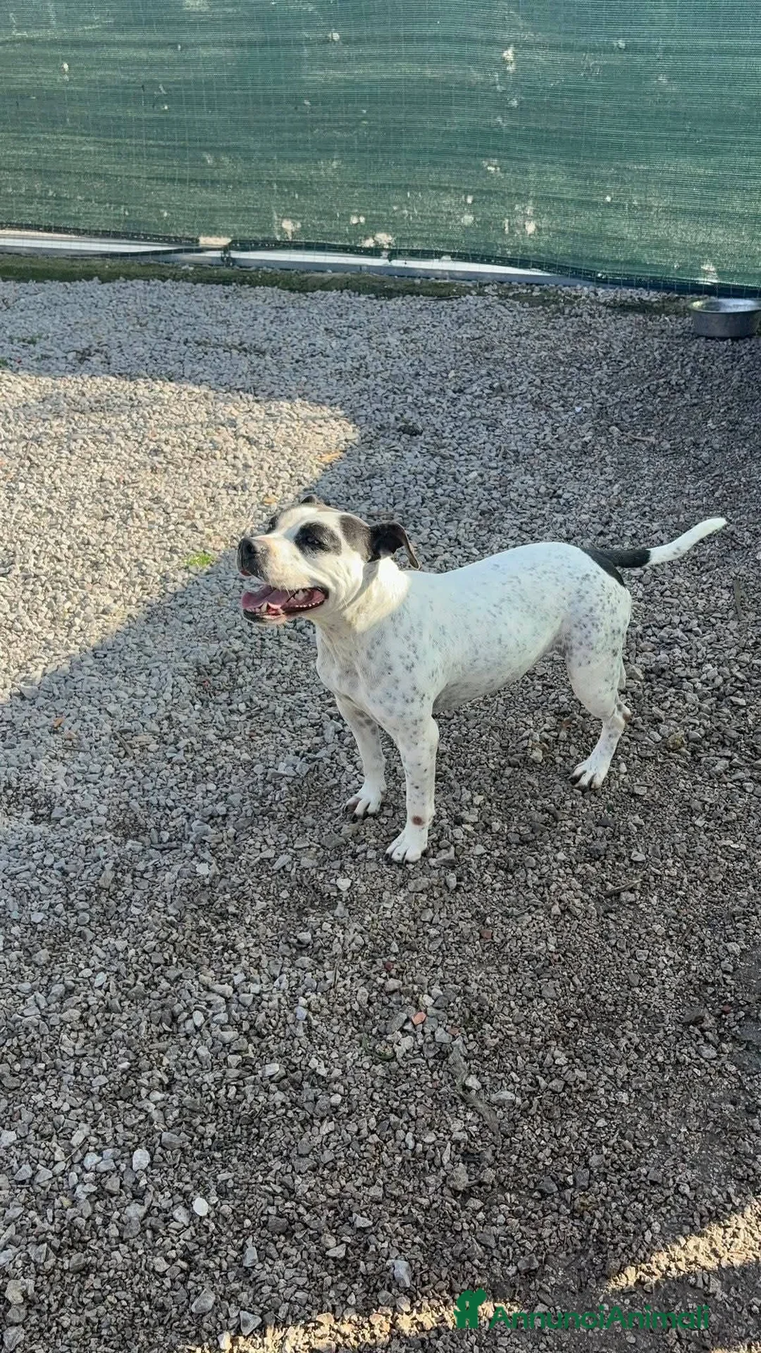 Altre razze cani in regalo: Desy, dolcissima, taglia media contenuta, 2 anni - Annuncio 2