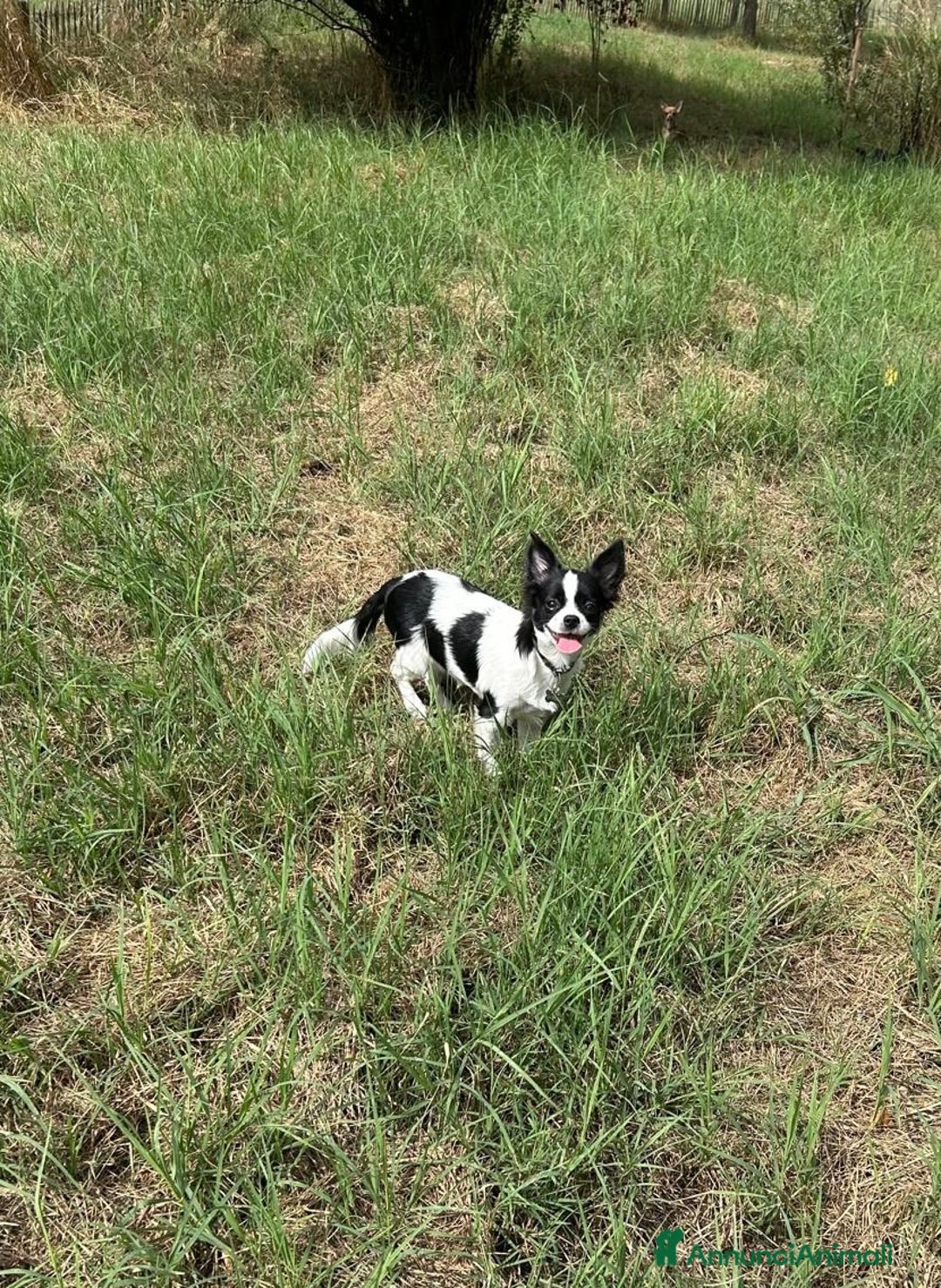 Chihuahua cani in vendita: Chihuahua Femmine pedigree Enci  - Annuncio 6