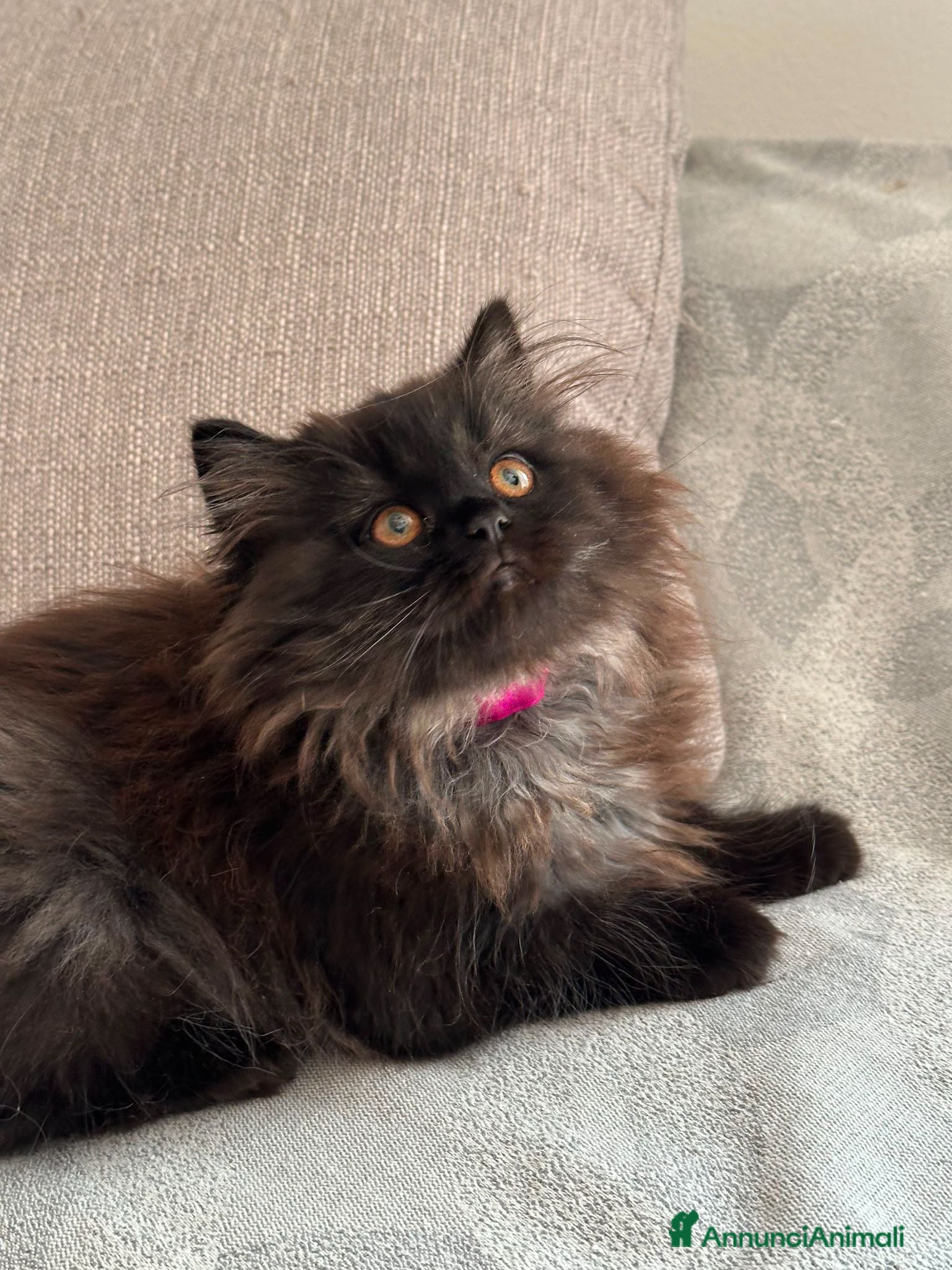 Scottish gatti Gattine Scottish longhair  - Annuncio 7